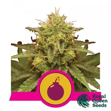Royal Domina von Royal Queen Seeds feminisiert - GB The Green Brand
