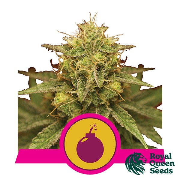 View Royal Domina von Royal Queen Seeds feminisiert - GB The Green Brand