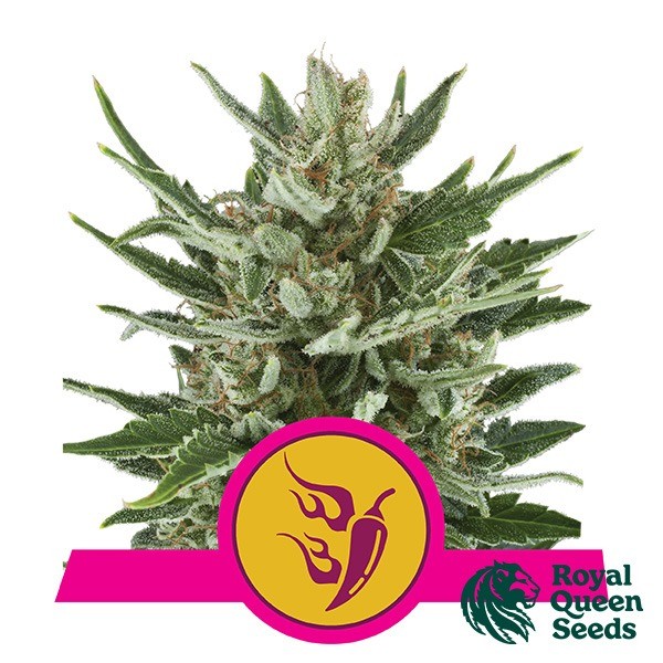 View Speedy Chile von Royal Queen Seeds feminisiert - Günstig Anbauen