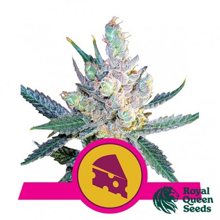 Royal Cheese Fast Flowering Royal Queen Seeds - Preiswert anbauen