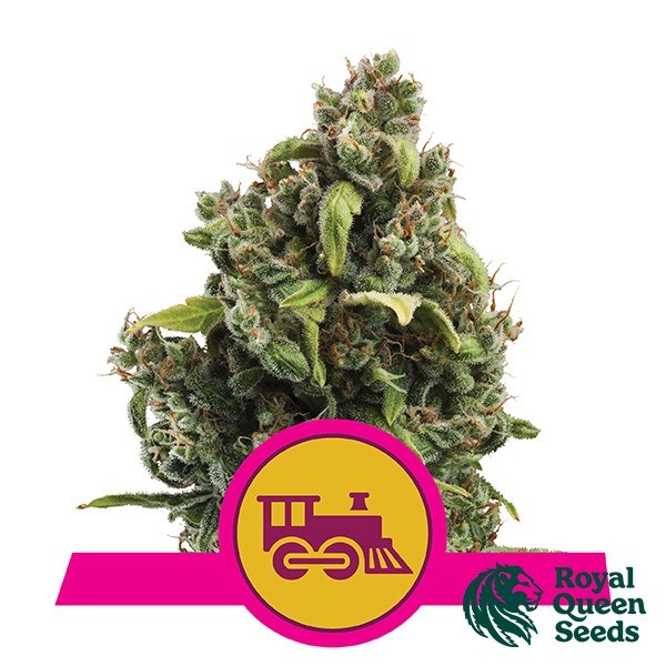 View Candy Kush Fast Flowering von Royal Queen Seeds - Günstig anbauen