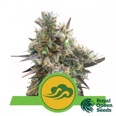 Royal Bluematic von Royal Queen Seeds - Günstig anbauen