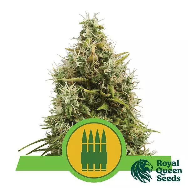 Sicht Royal AK Automatic von Royal Queen Seeds - Günstig anbauen
