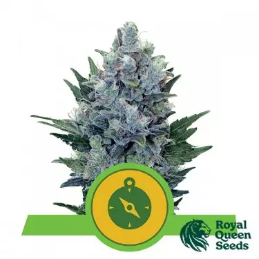 Northern Light Auto von Royal Queen Seeds - Günstig Anbauen