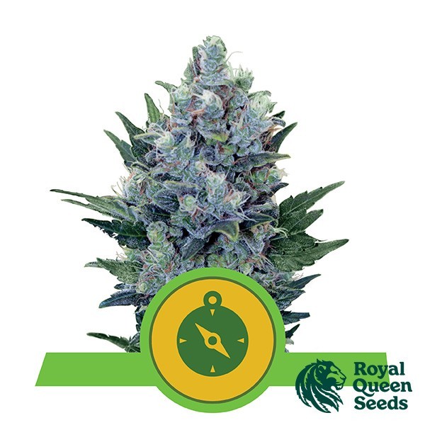 View Northern Light Auto von Royal Queen Seeds - Günstig Anbauen