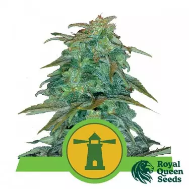 Royal Haze Automatic von Royal Queen Seeds - Günstig Anbauen