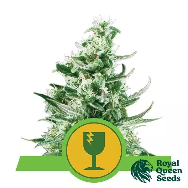 Sicht Royal Critical Automatic von Royal Queen Seeds - DE