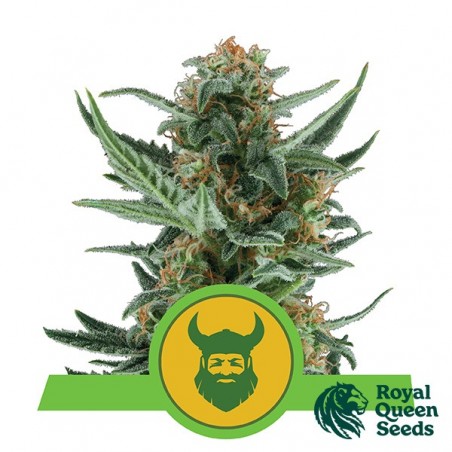 Royal Dwarf von Royal Queen Seeds Auto - Günstig Anbauen