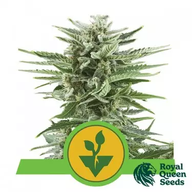 Easy Bud von Royal Queen Seeds Automatisch - Günstig Anbauen