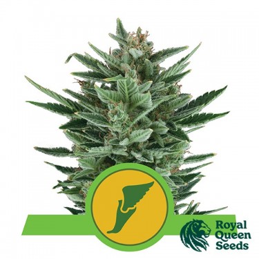 Quick One Auto Samen von Royal Queen Seeds - Günstig anbauen