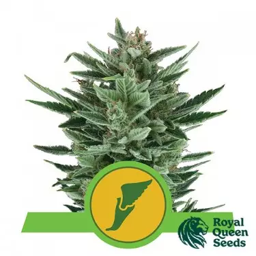Quick One Auto Samen von Royal Queen Seeds - Günstig anbauen