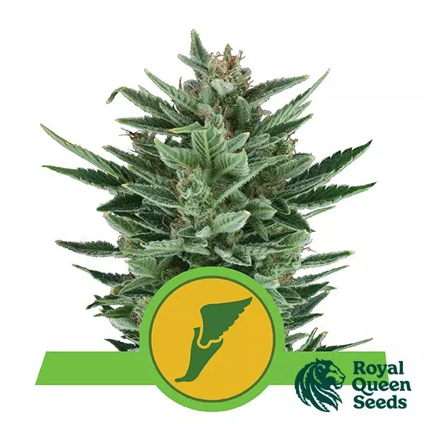 Sicht Quick One Auto Samen von Royal Queen Seeds - Günstig anbauen