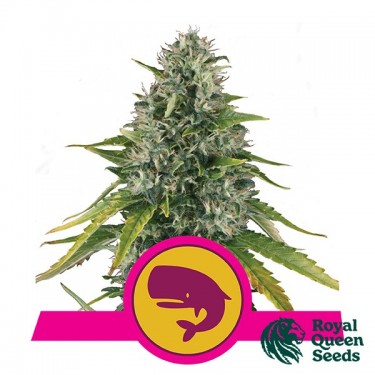 View Royal Moby von Royal Queen Seeds feminisiert - Günstig Anbauen