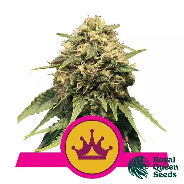 Sicht Special Queen 1 von Royal Queen Seeds - Günstig anbauen