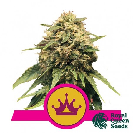 Special Queen 1 von Royal Queen Seeds - Günstig anbauen