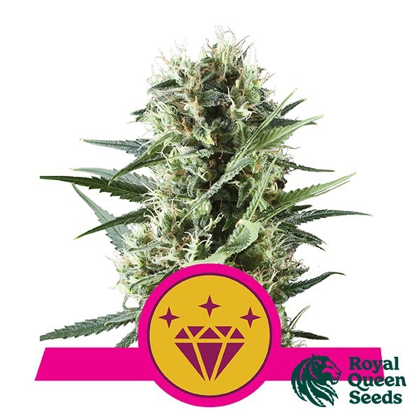 View Special Kush 1 von Royal Queen Seeds - Günstig anbauen
