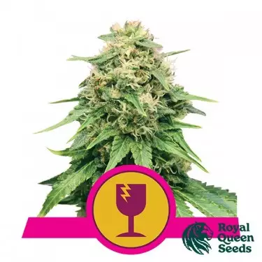 Critical von Royal Queen Seeds feminisiert - GB The Green Brand