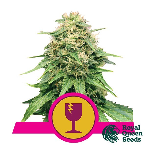 View Critical von Royal Queen Seeds feminisiert - GB The Green Brand