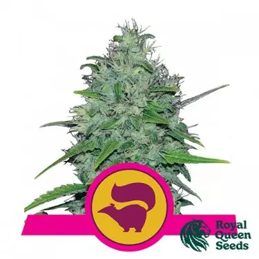 Skunk XL von Royal Queen Seeds feminisiert - Grow Cheap