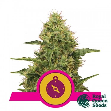 View Nordlichter von Royal Queen Seeds - GB