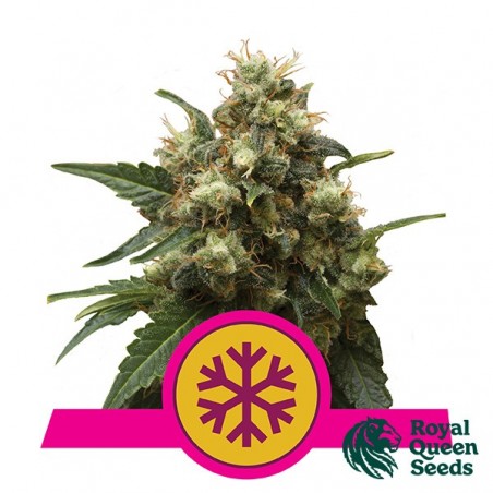 Eis von Royal Queen Seeds feminisiert - Günstig anbauen