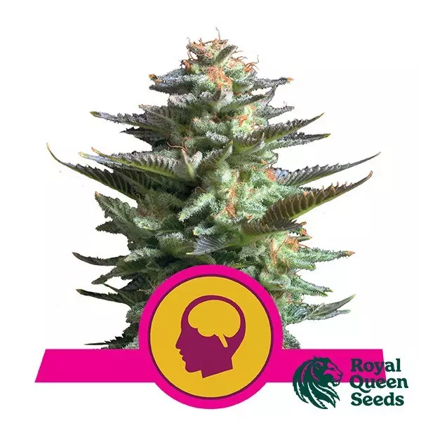 Amnesia Haze 100% Feminisiert - Royal Queen Seeds