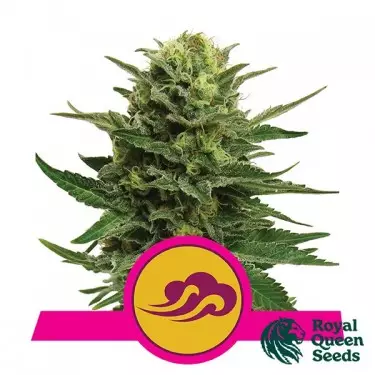 Blue Mystic von Royal Queen Seeds feminisiert - Günstig Anbauen