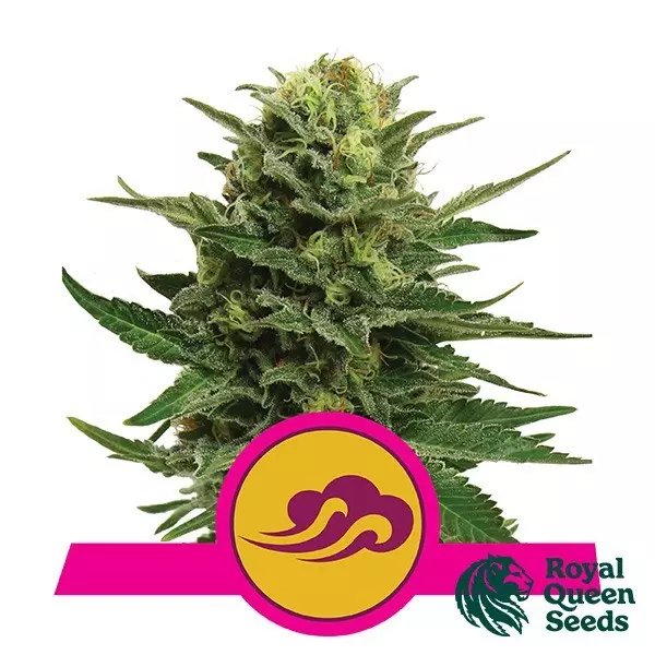 Sicht Blue Mystic von Royal Queen Seeds feminisiert - Günstig Anbauen
