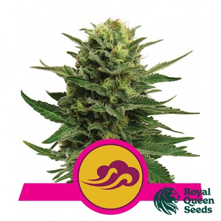 Blue Mystic von Royal Queen Seeds feminisiert - Günstig Anbauen
