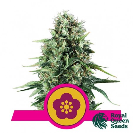 Power Flower von Royal Queen Seeds feminisiert - Günstig anbauen