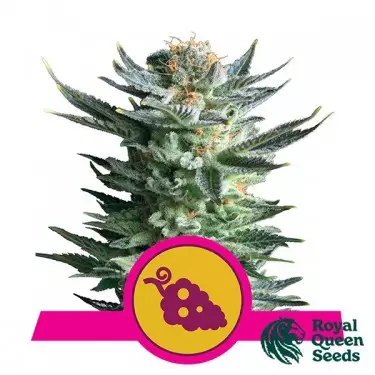 Fruit Spirit von Royal Queen Seeds feminisiert - Grow Cheap