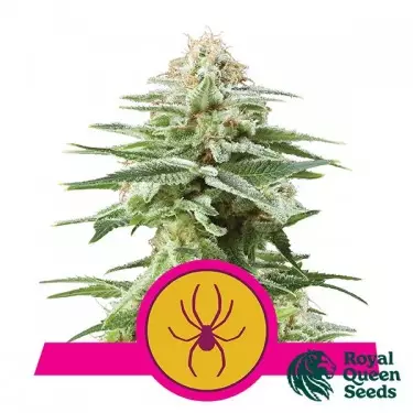 White Widow von Royal Queen Seeds feminized - Grow Cheap