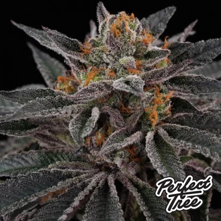 Cherry Crisp