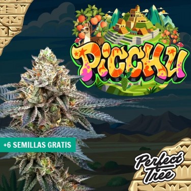 Samen Picchu de Perfect Tree ⛰️ - GB The Green Brand