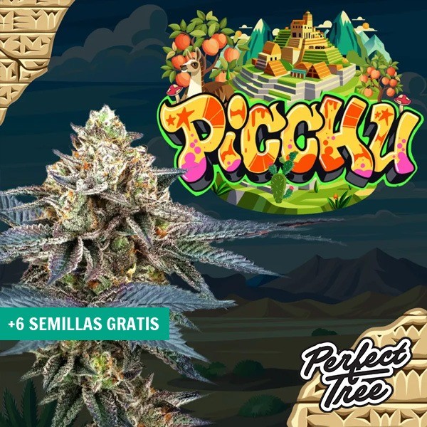 View Samen Picchu de Perfect Tree ⛰️ - GB The Green Brand