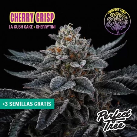 Cherry Crisp Samen 🍒 feminisiert von Perfect Tree | GB