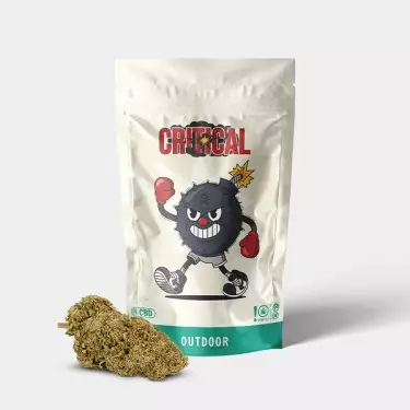 CBD-Blüten GB Outdoor Critical + - GB The Green Brand