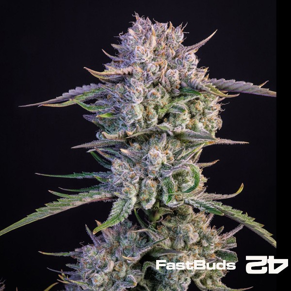 Strawberry Gorilla Auto 1