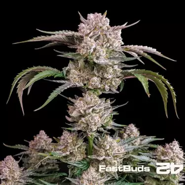 Strawberry Gorilla Auto