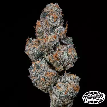 Grape Squeeze – feminisierter Hybrid-Samen mit hoher Potenz | GB