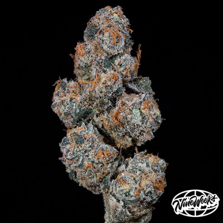 Grape Squeeze – feminisierter Hybrid-Samen mit hoher Potenz | GB