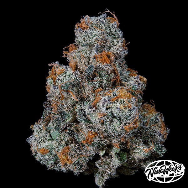 DulcedeGas von Nine Weeks Seeds – Geschmack und Potenz!