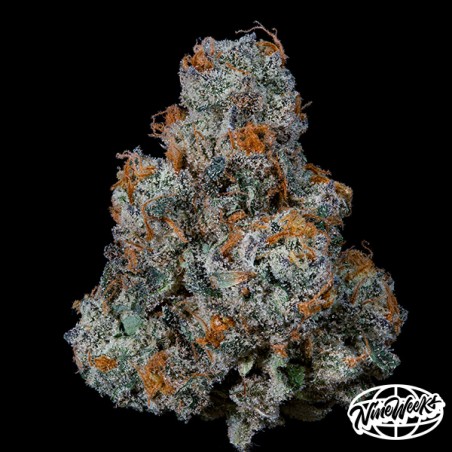 DulcedeGas von Nine Weeks Seeds – Geschmack und Potenz!