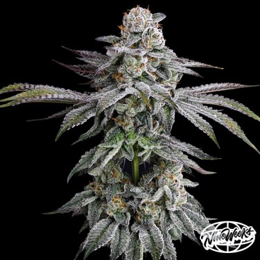 View DulcedeGas von Nine Weeks Seeds – Geschmack und Potenz!