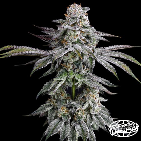 DulcedeGas von Nine Weeks Seeds – Geschmack und Potenz!