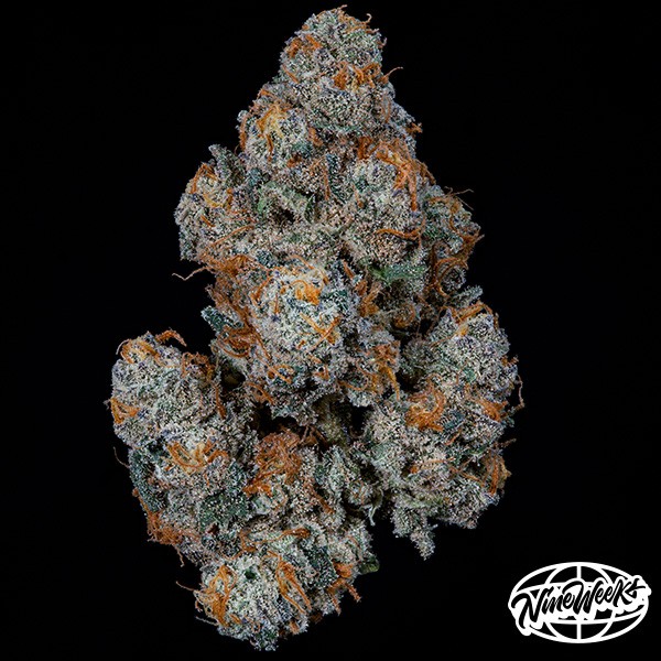 DulcedeGas von Nine Weeks Seeds – Geschmack und Potenz!