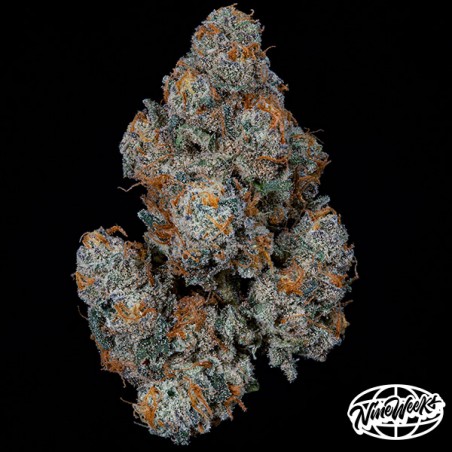 DulcedeGas von Nine Weeks Seeds – Geschmack und Potenz!
