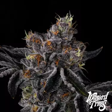 Fiestaz by Wizard Trees| GB The Green Brand