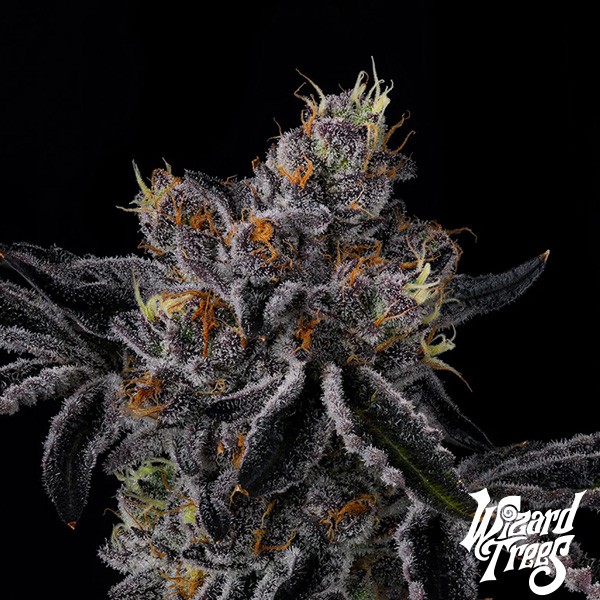 View Fiestaz by Wizard Trees| GB The Green Brand