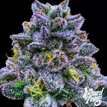 Wizard Trees Uvaz Samen: Der süße Geschmack der Kreativität